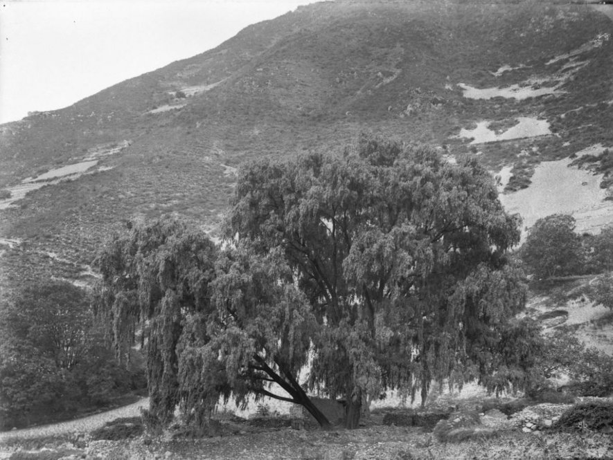 The Weeping Willow (Salix babylonica) 80 ft. tall, girth 12 ft. All photographs by Ernest Henry Wilson. © President and Fellows of Harvard College. Arnold Arboretum Archives.