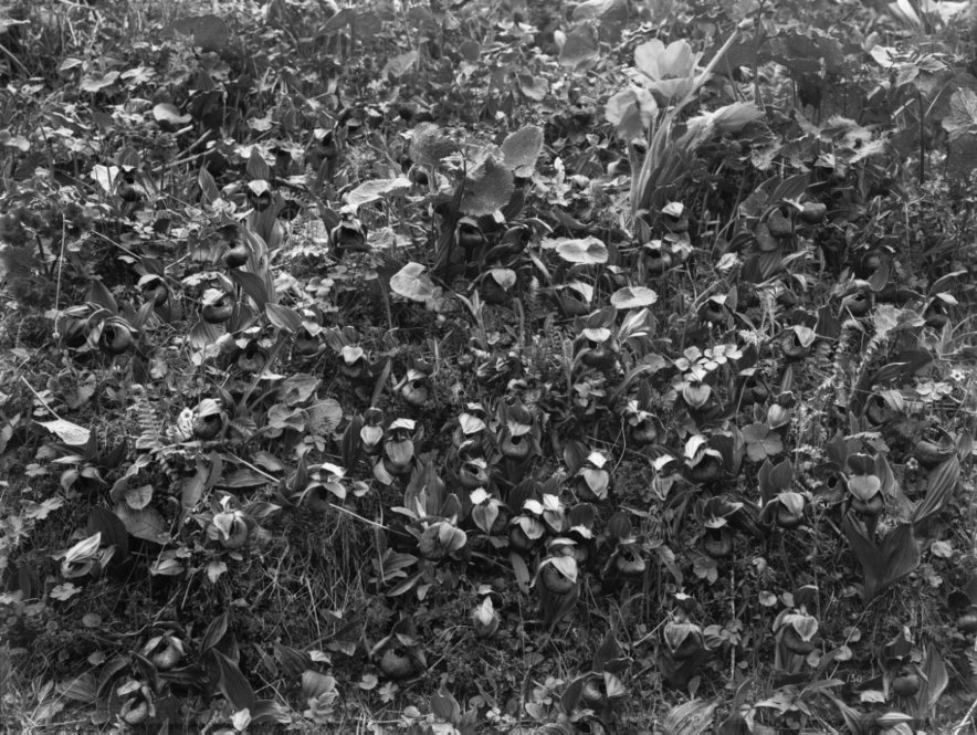 The Thibetan Moccasin Flower (Cypripedium thibeticum). All photographs by Ernest Henry Wilson. © President and Fellows of Harvard College. Arnold Arboretum Archives.