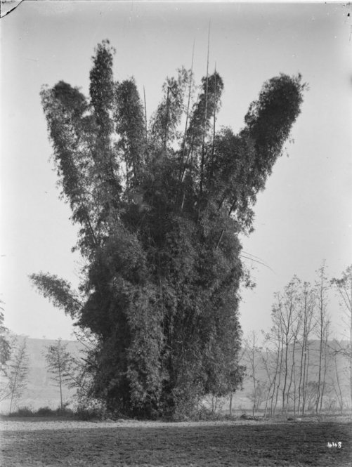 The Spiny Bamboo (Bambusa arundinacea) 60 ft. tall. All photographs by Ernest Henry Wilson. © President and Fellows of Harvard College. Arnold Arboretum Archives.