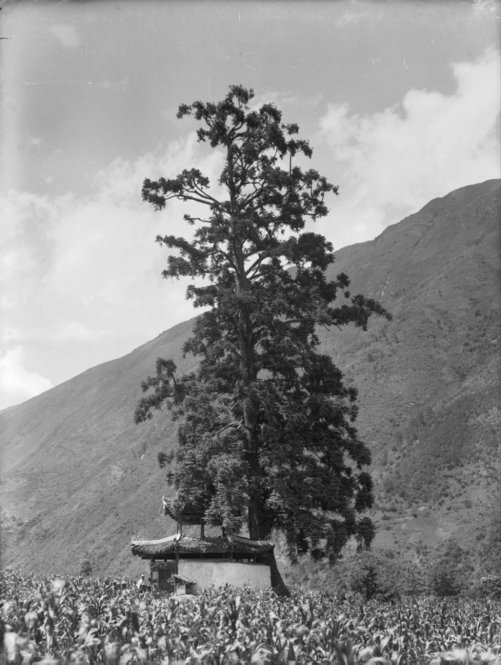 The Chinese Fir (Cunninghamia lanceolata) 120 ft. tall, girth 20 ft. All photographs by Ernest Henry Wilson. © President and Fellows of Harvard College. Arnold Arboretum Archives.