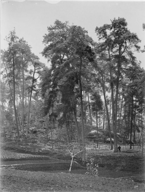 The Chinese Pine (Pinus massoniana) 80 ft. tall, girth 10 ft. All photographs by Ernest Henry Wilson. © President and Fellows of Harvard College. Arnold Arboretum Archives.