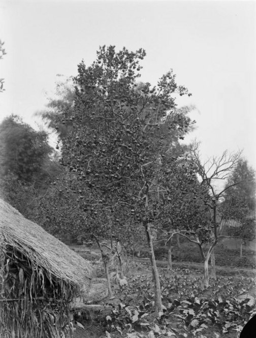 The Mandarin Orange in full fruit. All photographs by Ernest Henry Wilson. © President and Fellows of Harvard College. Arnold Arboretum Archives.