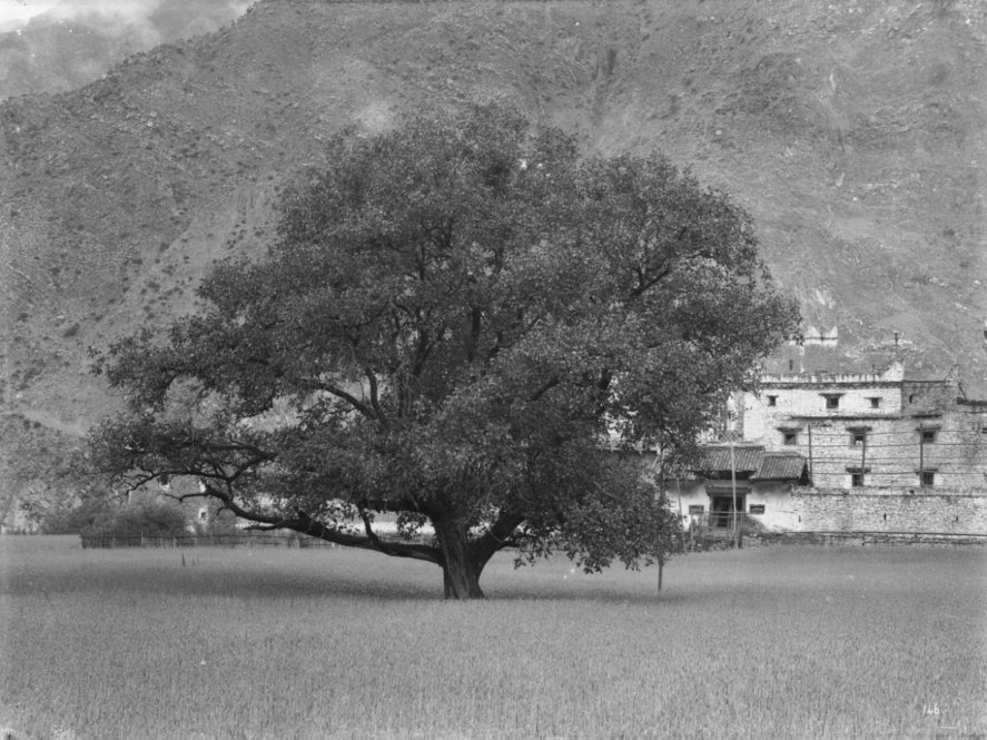 The Walnut (Juglans regia) 60 ft. tall, girth 12 ft. All photographs by Ernest Henry Wilson. © President and Fellows of Harvard College. Arnold Arboretum Archives.