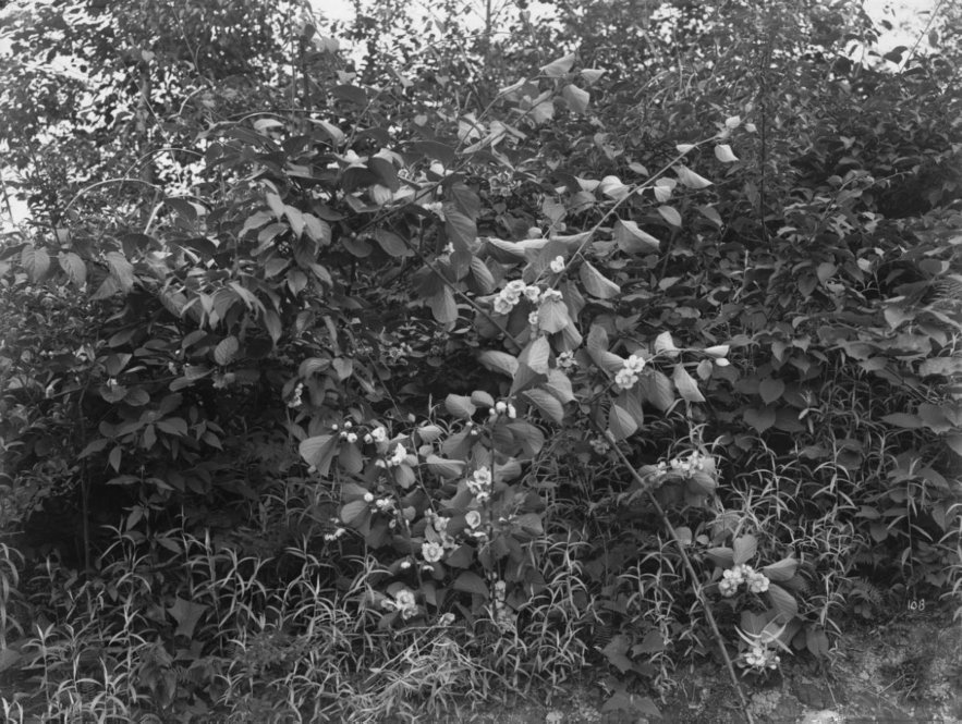 The flowers of Actinidia chinensis. All photographs by Ernest Henry Wilson. © President and Fellows of Harvard College. Arnold Arboretum Archives.