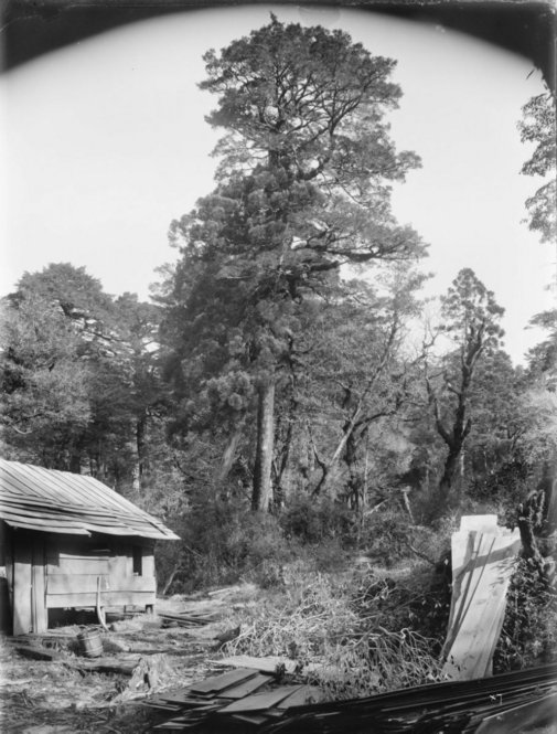 Cryptomeria japonica Japan [Title from recto of mount.] Alternate Title: Tree habit with a shed and randomly piled lumber in the foreground. Cryptomeria japonica D. Don. Forests, Yakushima, Kyushu, Japan. Height 80 ft. Circumference 17 ft. Altitude 780 m. [Information from label on verso of photo mount.]