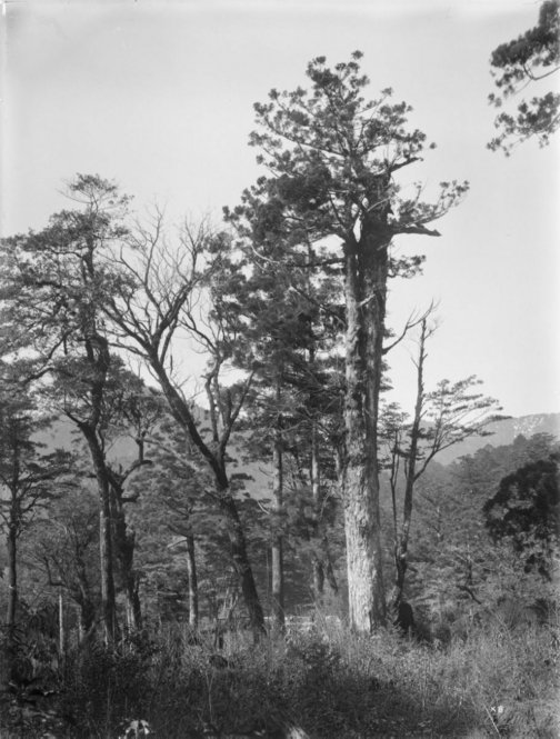 Cryptomeria japonica Japan [Title from recto of mount.] Alternate Title: Tree habit. Cryptomeria japonica D. Don. Forests Yakushima, Kyushu, Japan. Old tree, top broken off. Height 65 ft. Circumference 15 ft. Altitude 780 m. [Information from label on verso of photo mount.]