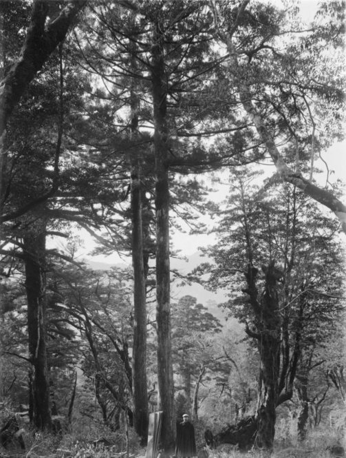 Cryptomeria japonica and Trochodendron aralioides Japan [Title from recto of mount.] Alternate Title: Tree trunks and a man in a cape. Cryptomeria japonica D.Don. Trochodendron aralioides S. & Z. (right). Forests, Yakushima, Kyushu, Japan. Altitude 780 m. [Information from label on verso of photo mount.]