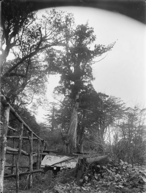Cryptomeria japonica Japan [Title from recto of mount.] Alternate Title: Tree with a spiraling trunk, a pile of lumber and frame made of slender tree trunks in the foreground. Cryptomeria japonica D. Don. Forests, Yakushima, Kyushu, Japan. Old tree, top broken off. Height 80 ft. Circumference 17 ft. Altitude 780 m. [Information from label on verso of photo mount.]