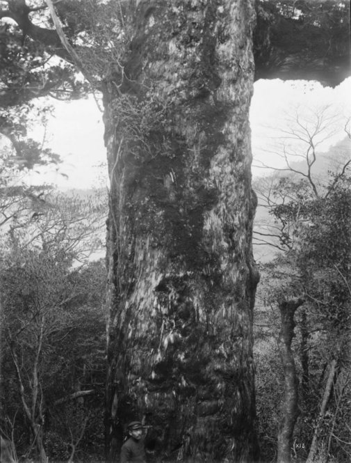 Cryptomeria japonica Japan [Title from recto of mount.] Alternate Title: Tree trunk with Mr. Yoshitomi in the foreground. Cryptomeria japonica D. Don. Forests, Yakushima, Kyushu, Japan. Girth 30 ft. The largest known wild specimen, with its discoverer, Mr. Yoshitomi. Altitude 1030 m. [Information from label on verso of photo mount.]