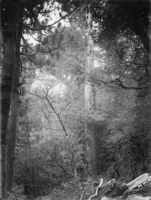 Cryptomeria japonica Japan [Title from recto of mount.] Alternate Title: Tree trunk. Cryptomeria japonica D. Don. Forests, Yakushima, Kyushu, Japan. With man standing. Height 90 ft. Circumference 25 ft. Altitude 700 m. [Information from label on verso of photo mount.]