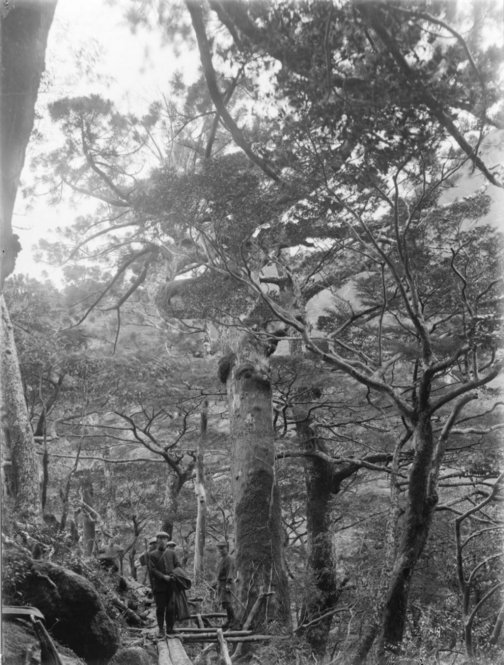 Cryptomeria japonica Japan [Title from recto of mount.] Alternate Title: Men on a plank walkway in the forest. Cryptomeria japonica D. Don. Yakushima, Kyushu, Japan. Forest scene, showing log trail. With man standing. Girth 11 ft. [Information from label on verso of photo mount.]