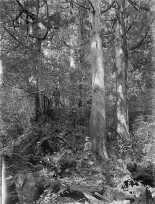 Cryptomeria japonica Japan [Title from recto of mount.] Alternate Title: Men standing by and upon a tree stump with trees growing upon it. Cryptomeria japonica D. Don. Forests, Yakushima, Kyushu, Japan. Stump of felled Cryptomeria 50 ft. round with 3 Cryptomeria 80 x 11 1/2 & 10 ft. growing thereon. Altitude 1030 m. [Information from label on verso of photo mount.]