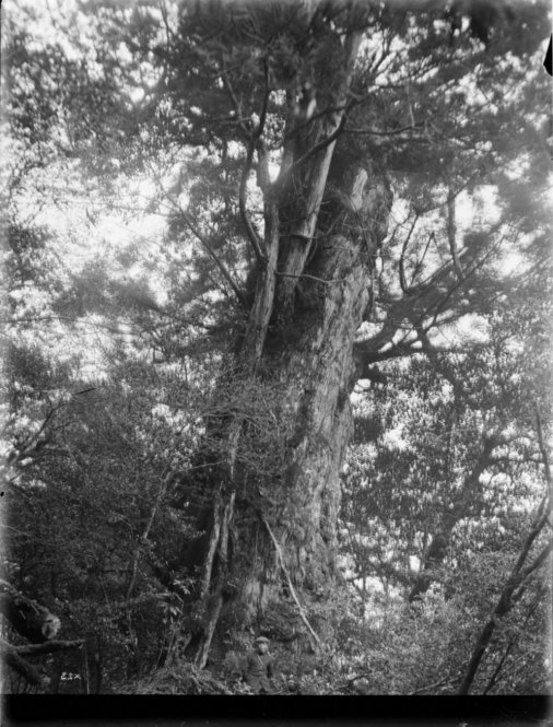Cryptomeria japonica Japan [Title from recto of mount.] Alternate Title: Tree trunk. Cryptomeria japonica D. Don. Forests, Yakushima, Kyushu, Japan. Girth 25 ft. Altitude 800 m. With young Chamaecyparis obtusa S. & Z. growing upon it. [Information from label on verso of photo mount.]