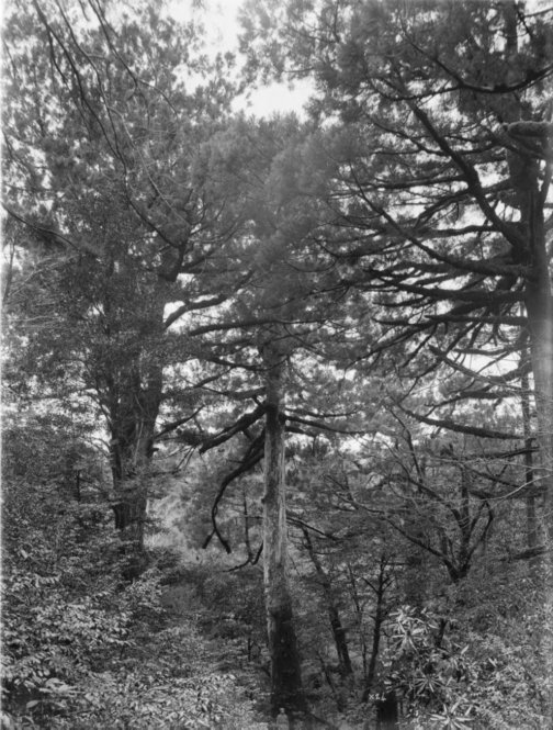 Cryptomeria japonica Japan [Title from recto of mount.] Alternate Title: Tree habit. Cryptomeria japonica D. Don. Yakushima, Kyushu, Japan. Forest scene. Tree in centre. Height 80 ft. Circumference 15 ft. Altitude 780 m. [Information from label on verso of photo mount.]
