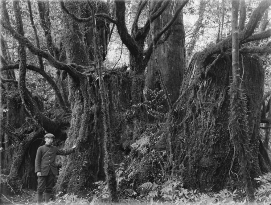 Cryptomeria japonica Japan [Title from recto of mount.] Alternate Title: Man standing beside large stumps with trees and vegetation growing upon them. Cryptomeria japonica D. Don. Forests, Yakushima, Kyushu, Japan. Growing out of old stump. Girth 12 ft. Note rich Cryptogamic flora. Altitude 750 m. [Information from label on verso of photo mount.]