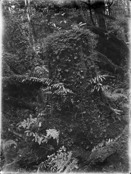 Forests, Yakushima [Title from label in photograph album.]Title: Stump covered with vegetation. Old stump covered with Filmy and other Ferns, and Coptis quinquefolia Miquel in flower. Forests, Yakushima. Altitude 780 m. [Information from label in photograph album.]