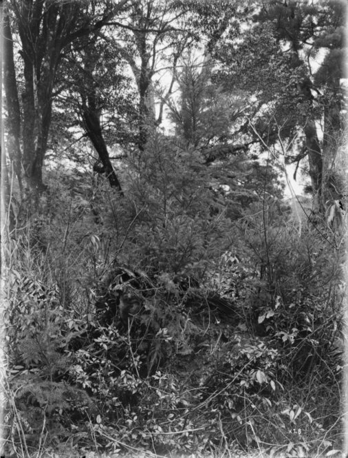 Cryptomeria japonica Japan [Title from recto of mount.] Alternate Title: Stump with young trees growing upon it. Cryptomeria japonica D. Don. Yakushima, Kyushu, Japan. Young trees, growing on old decayed stump of Cryptomeria; the usual way of natural afforestation in the forests of Yakushima. [Information from label on verso of photo mount.]