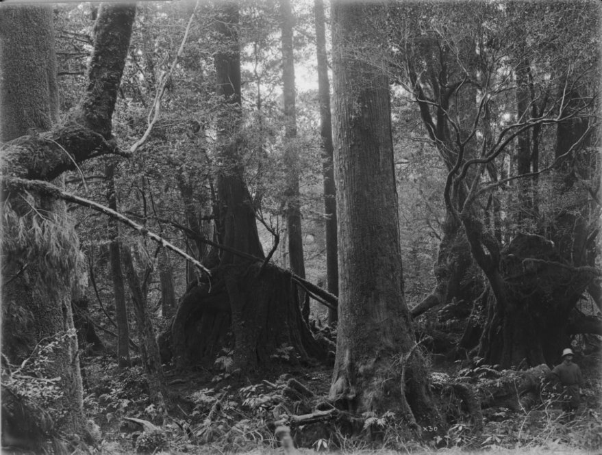 Cryptomeria japonica Japan [Title from recto of mount.] Alternate Title: Trees and stump with other vegetation. Cryptomeria japonica D. Don. Yakushima, Kyushu, Japan. Forest scene. Trunks and stumps with Rhododendron bushes. Altitude 750 m. [Information from label on verso of photo mount.]