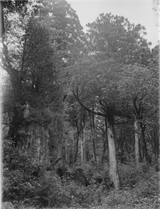 Cryptomeria japonica Japan [Title from recto of mount.] Alternate Title: Man standing on stump beside large trees. Cryptomeria japonica D. Don. Forests, Yakushima, Kyushu, Japan. Height 75 ft. Circumference 12 ft. Old stump with man standing thereon. Girth 25 ft. Altitude 780 m. [Information from label on verso of photo mount.]