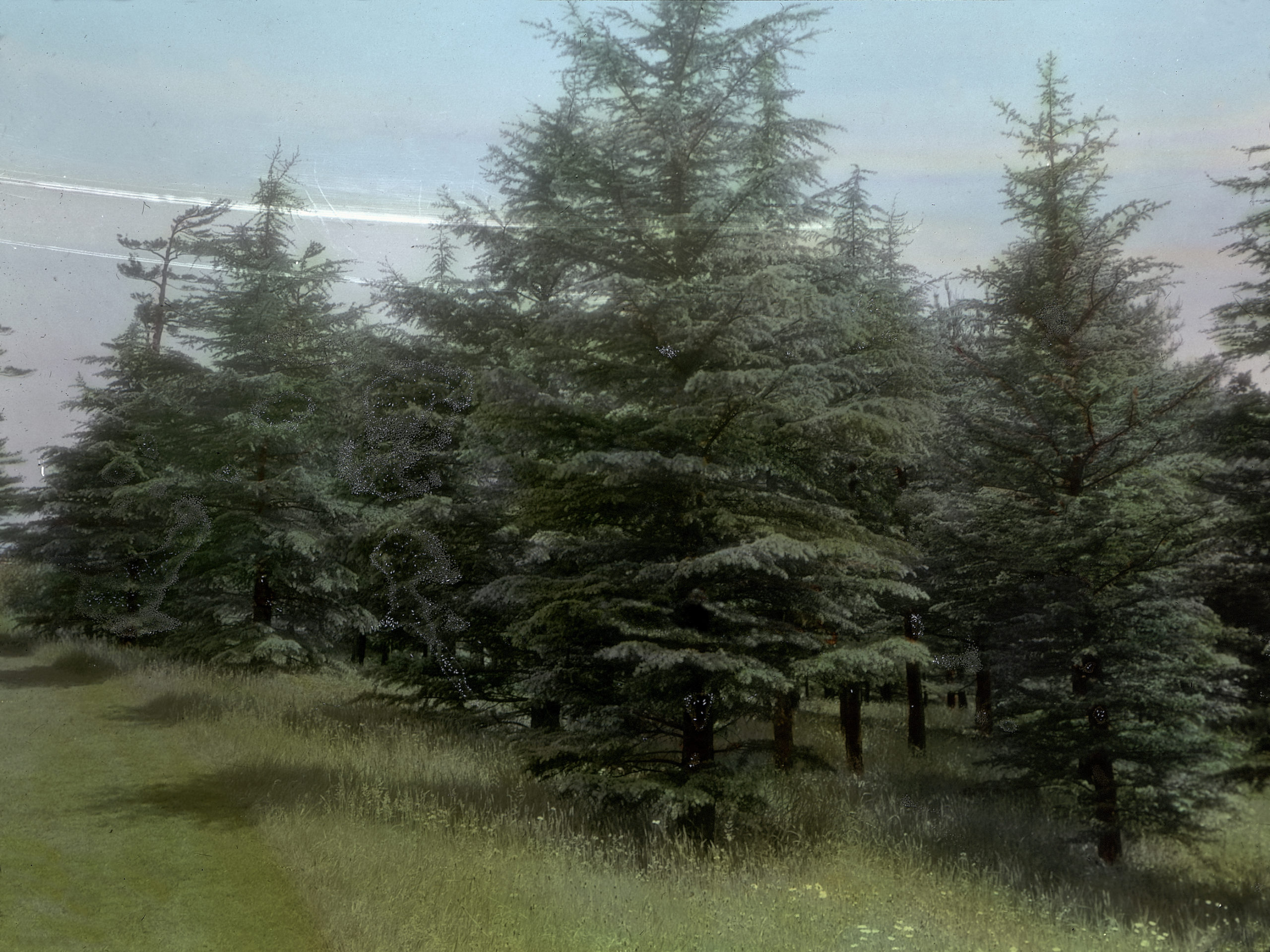In 1926, Herbert Wendell Gleason photographed these cedar-of-Lebanon (Cedrus libani on Bussey Hill. They are shown on a hand-tinted lantern slide.