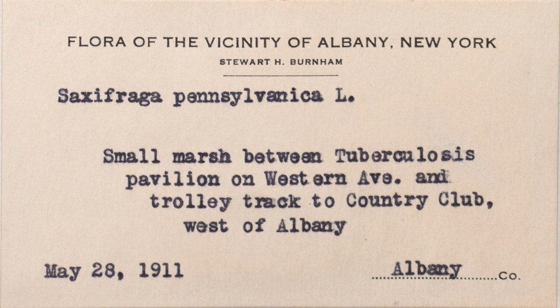 Label for herbarium specimen citing collection location near Tuberculosis pavilion in Albany, NY