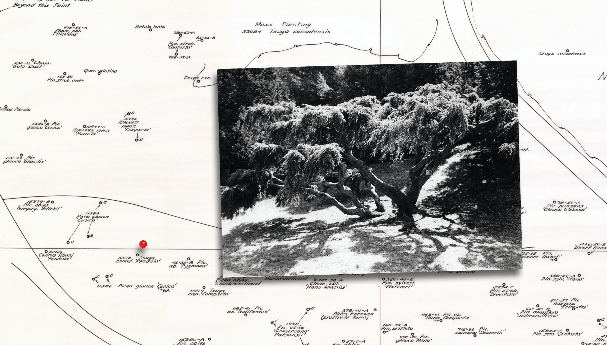 Map of Arnold Arboretum collections with black-and-white photograph of large weeping hemlock
