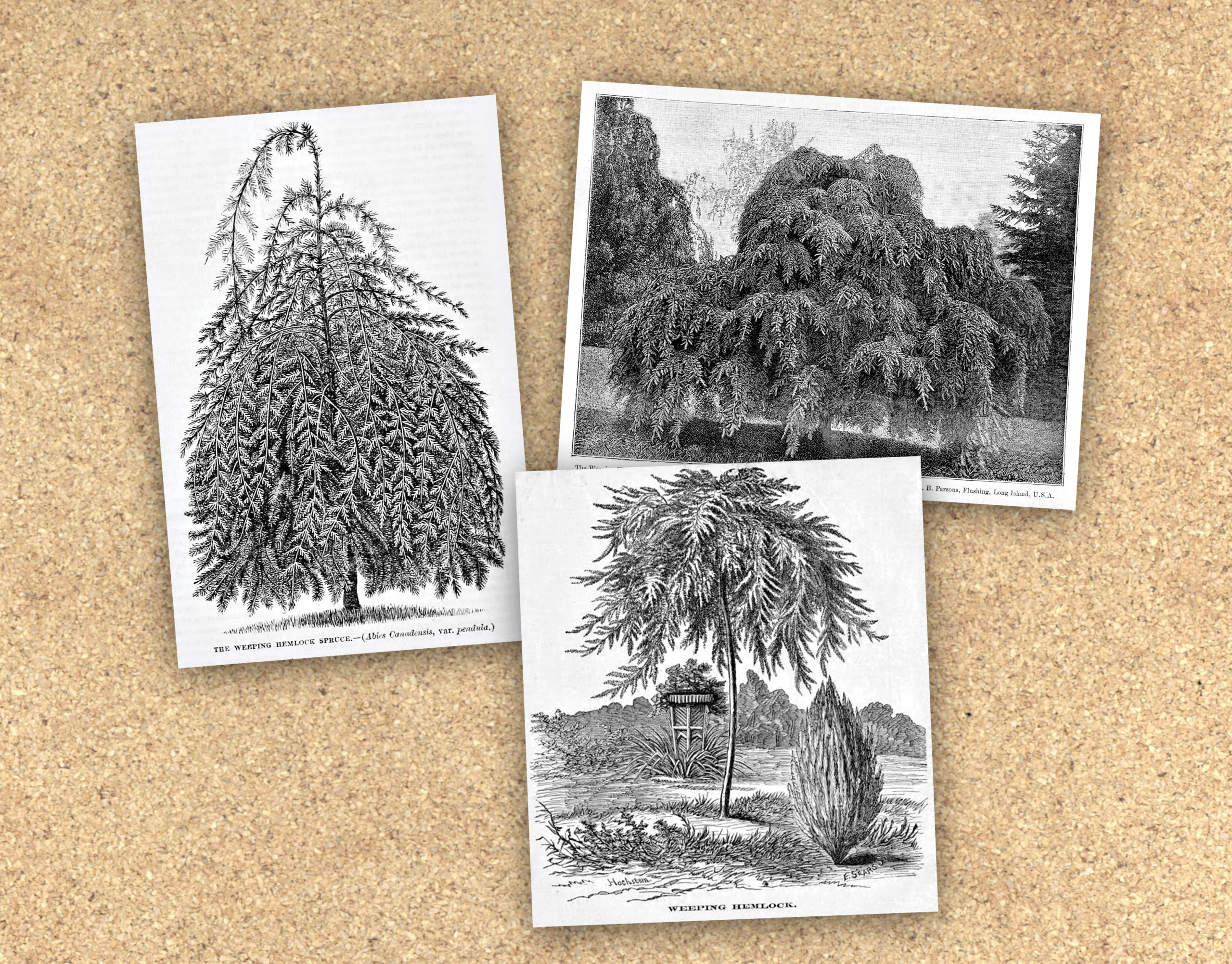 Compositoin showing three illustrations of Sargent's weeping hemlock