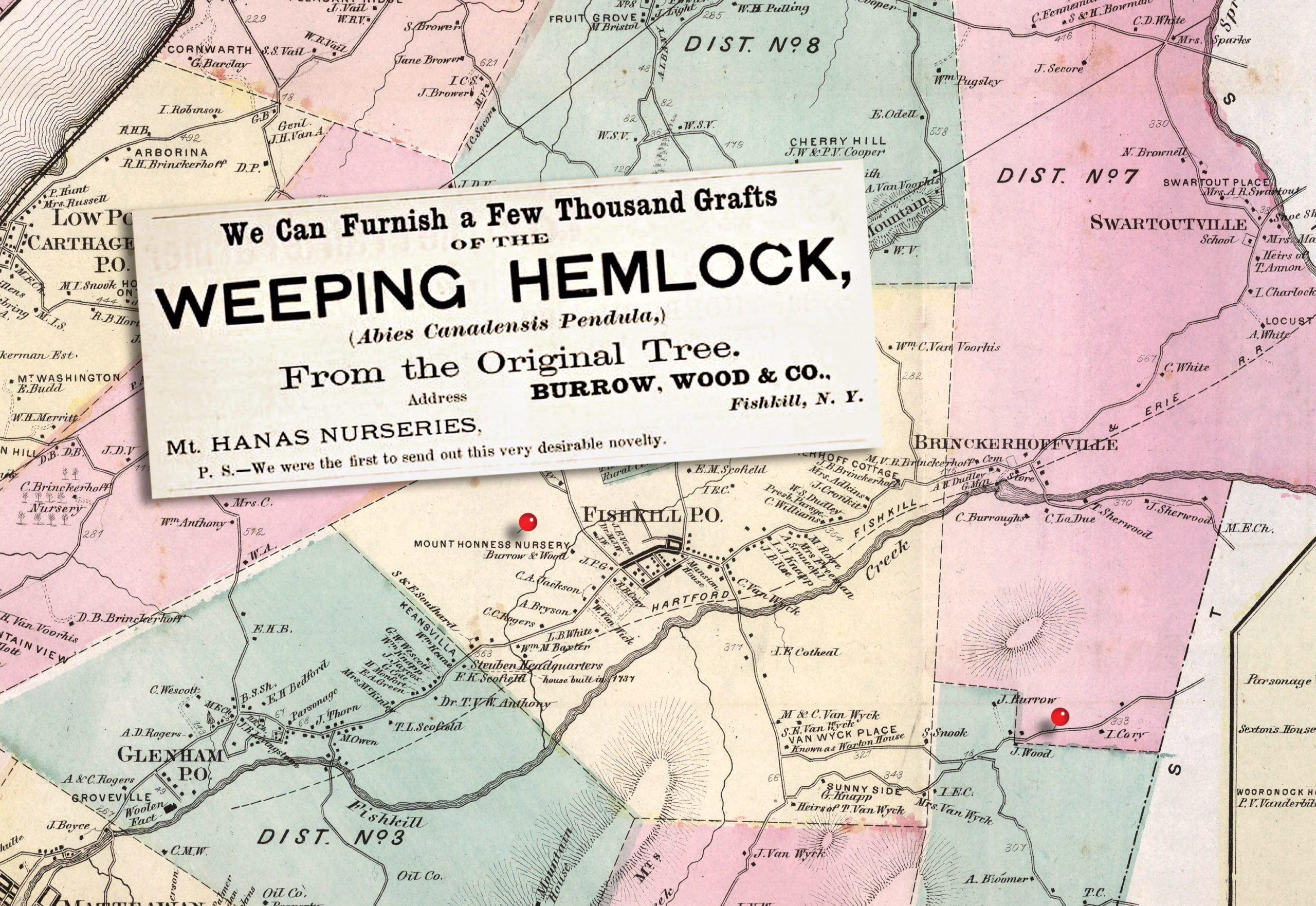 Composition showing with map showing location of Mount Honness Nurseries and advertistment for nursery