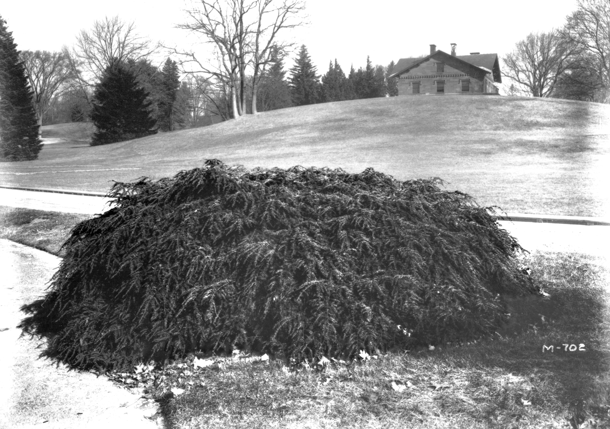 Black and white photograph of low weeping hemlock growing along road with house in background