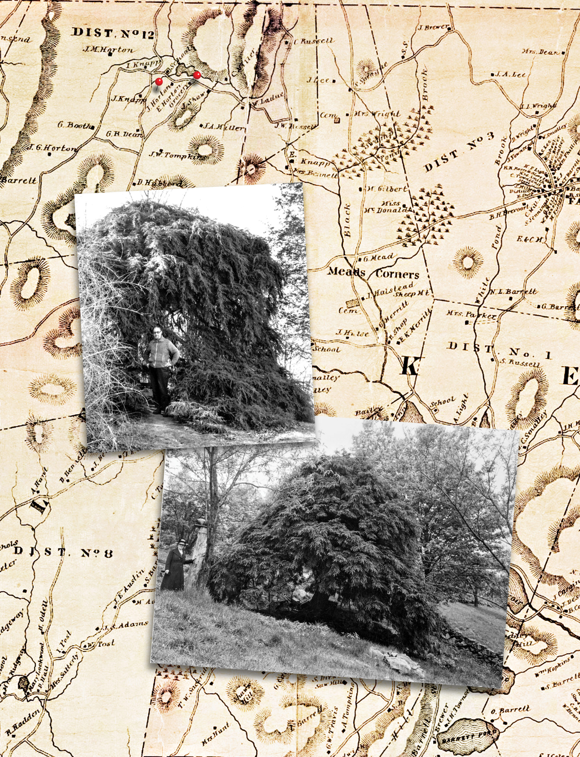 Composition with map showing location of Horton's house, along with two photographs of the hemlock