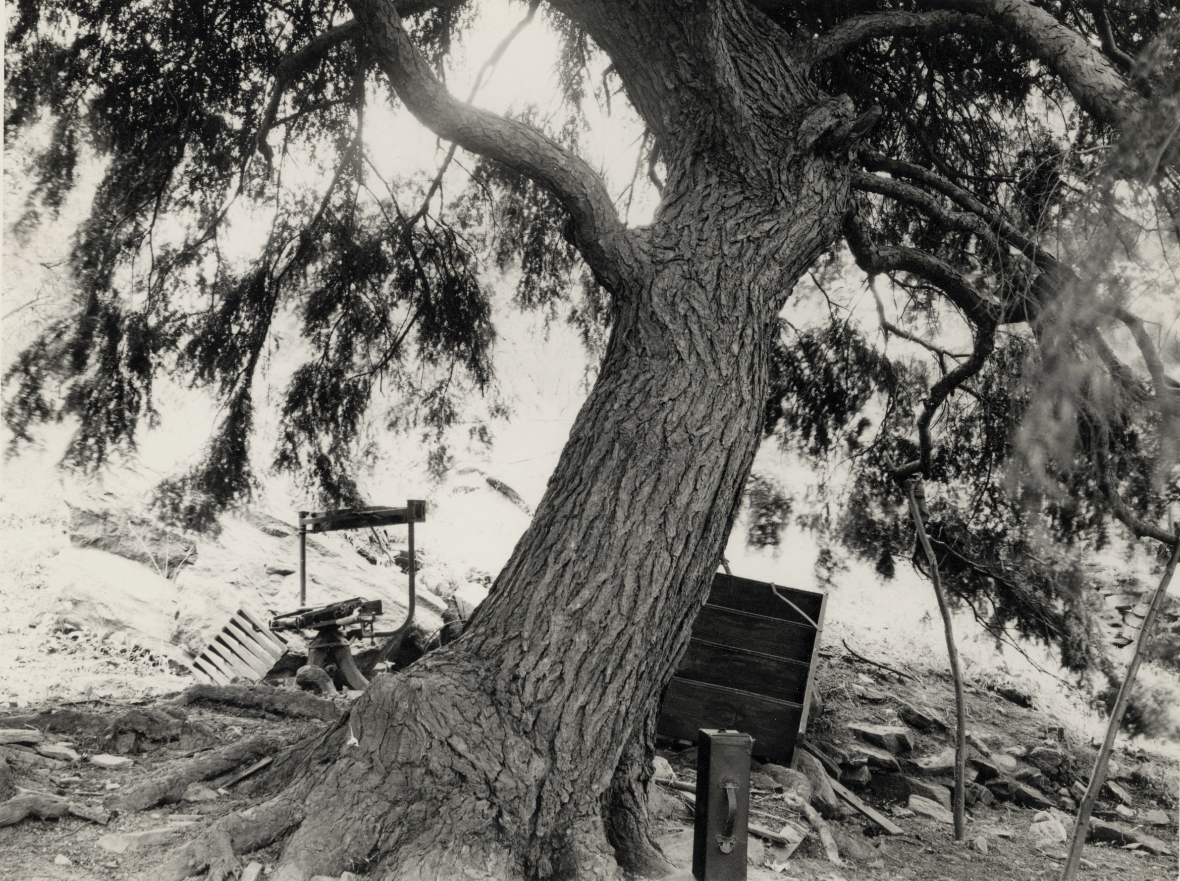 Black-and-white photograph of weeping hemlock