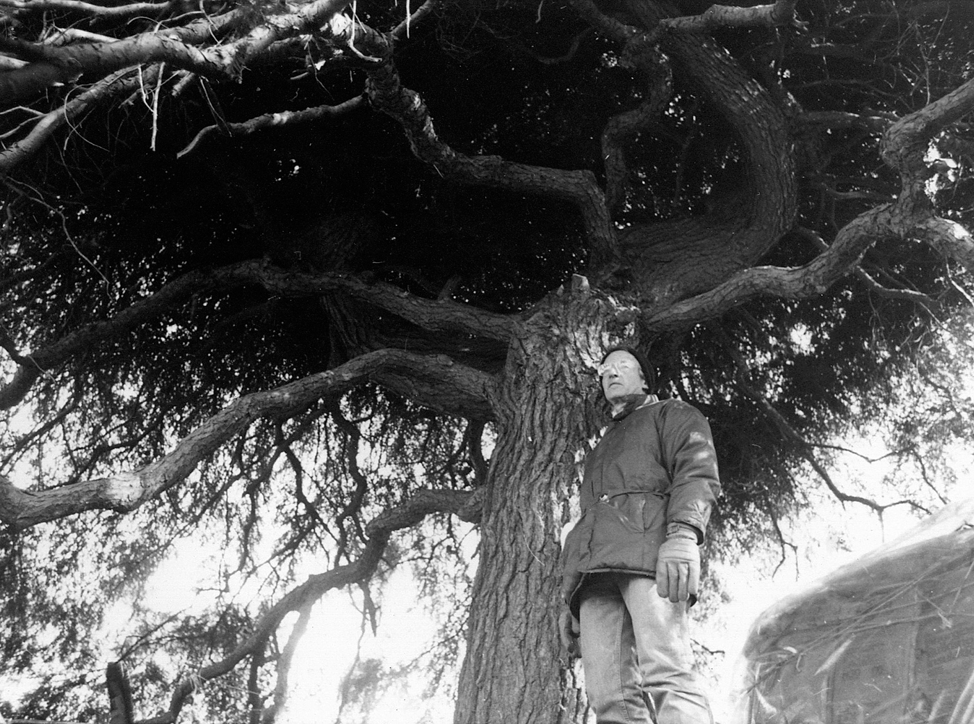 Black-and-white photograph of weeping hemlock