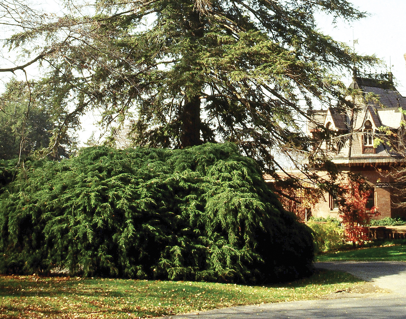 Photo of weeping hemlock with edge of house visible in background