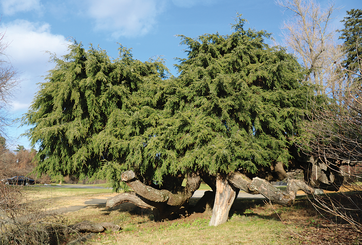 Photo of weeping hemlock with pruned lower branches