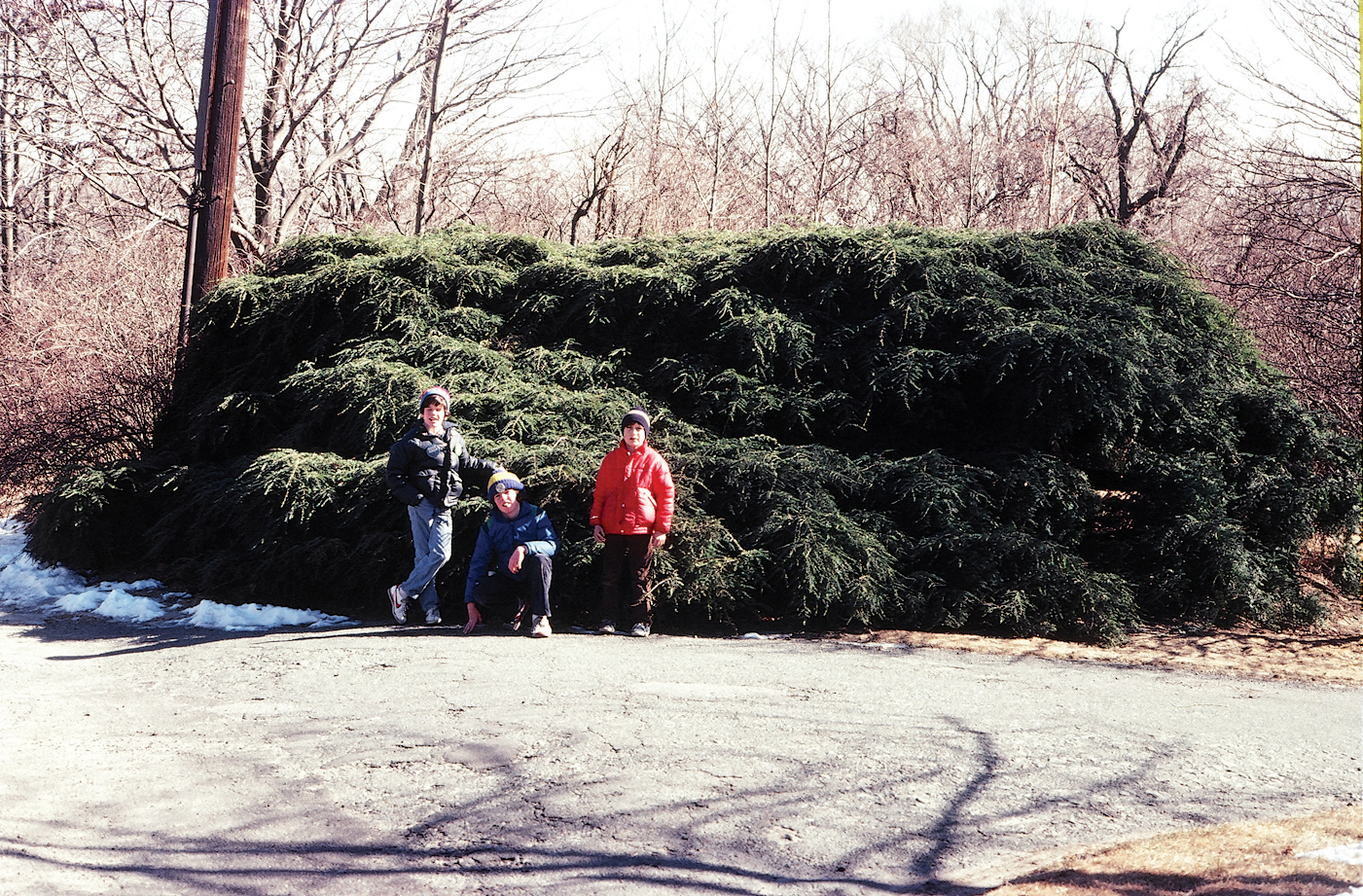 Photo with two young boys standing by weeping hemlock