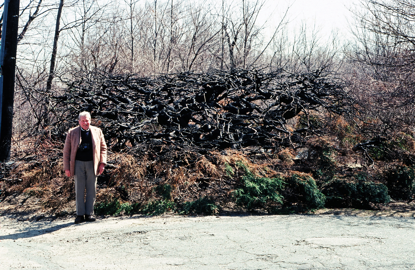 Photo showing Gus Kelly standing beside burned hemlock