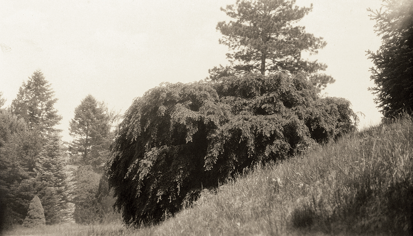 Black-and-white photo of weeping hemlock growing on slope