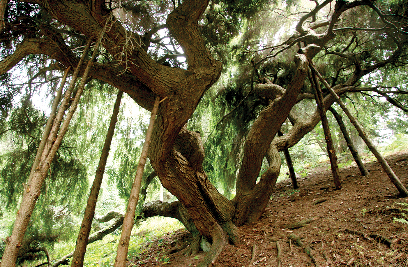 Photo showing hemlock with supports holding up branches