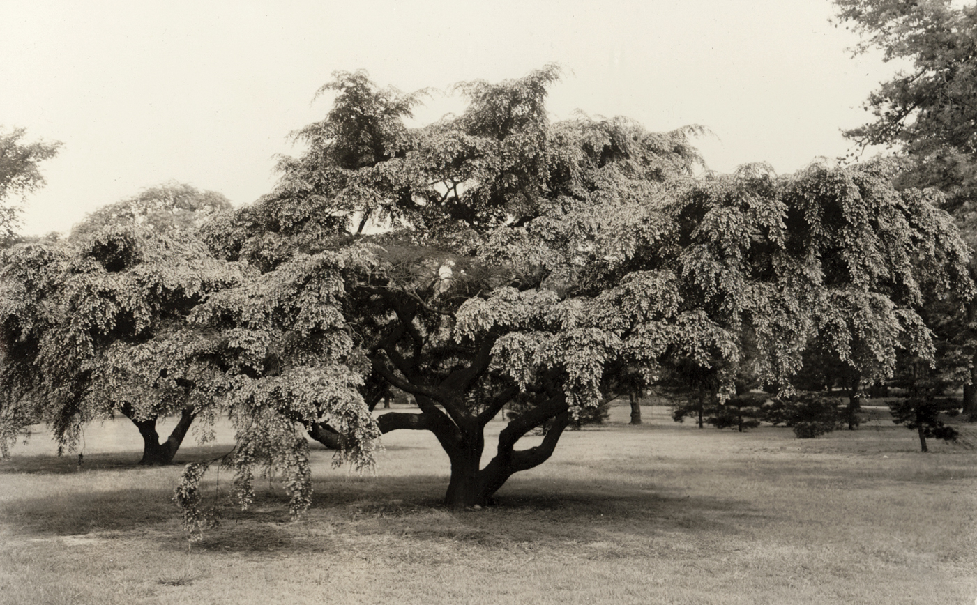 Black-and-white photograph showing weeping hemlocks