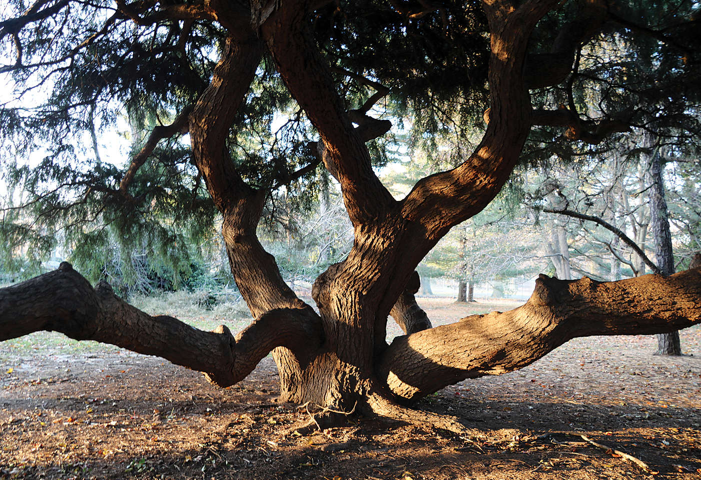 Photograph showing weeping hemlocks from beneath