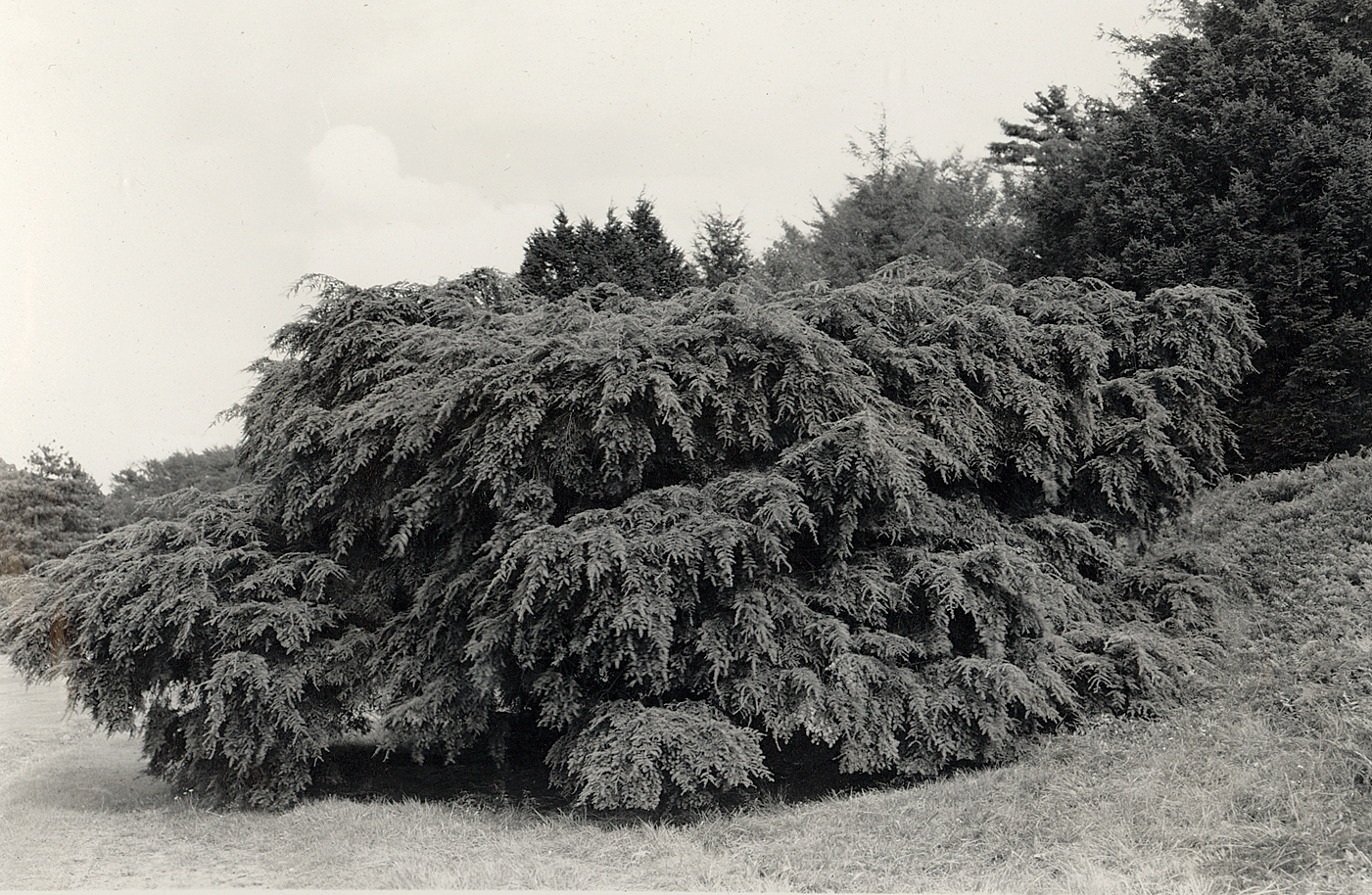 Black-and-white photograph of weeping hemlock