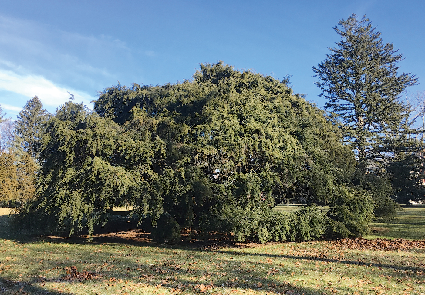 Photo of weeping hemlock standing in open lawn