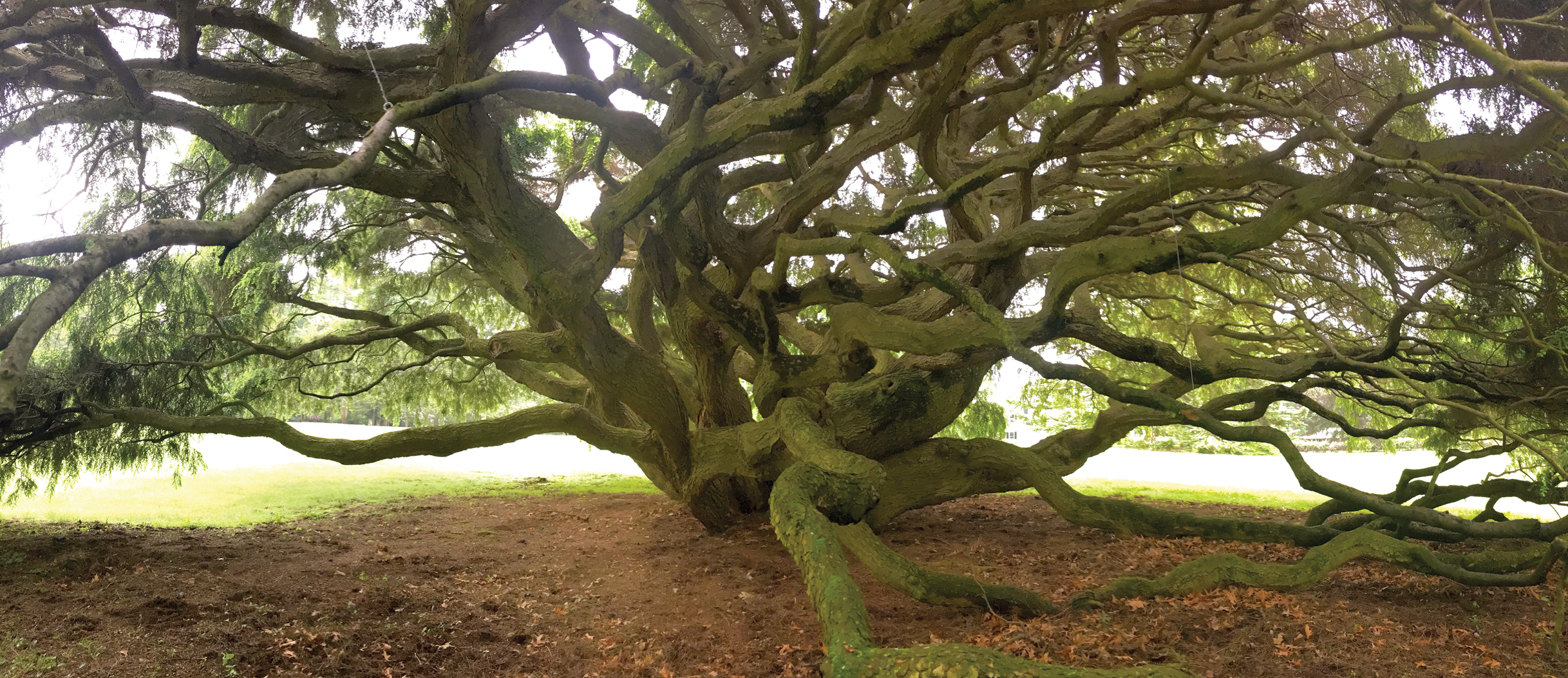 Photo of weeping hemlock from beneath