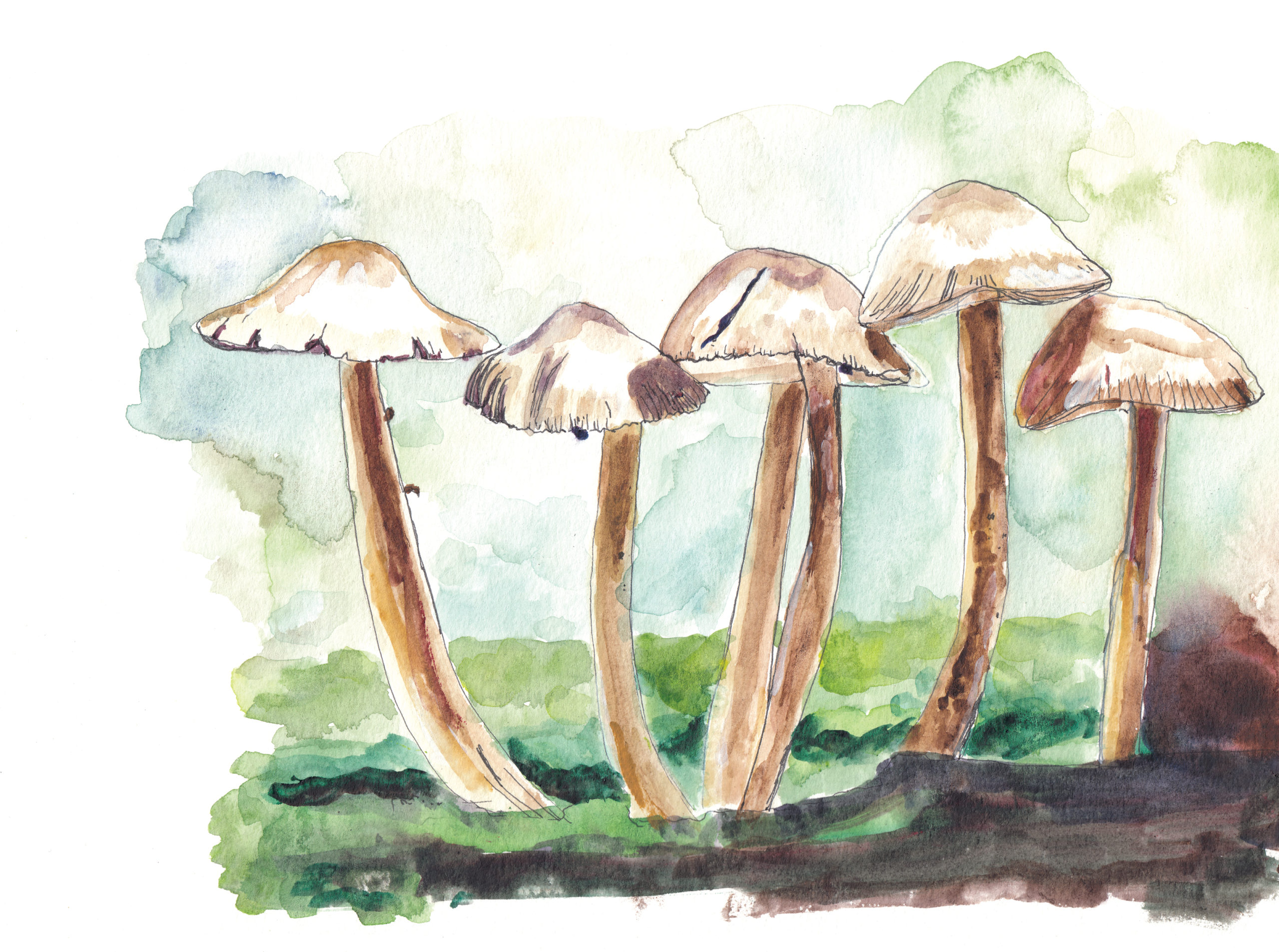Watercolor and ink illustration of mushrooms