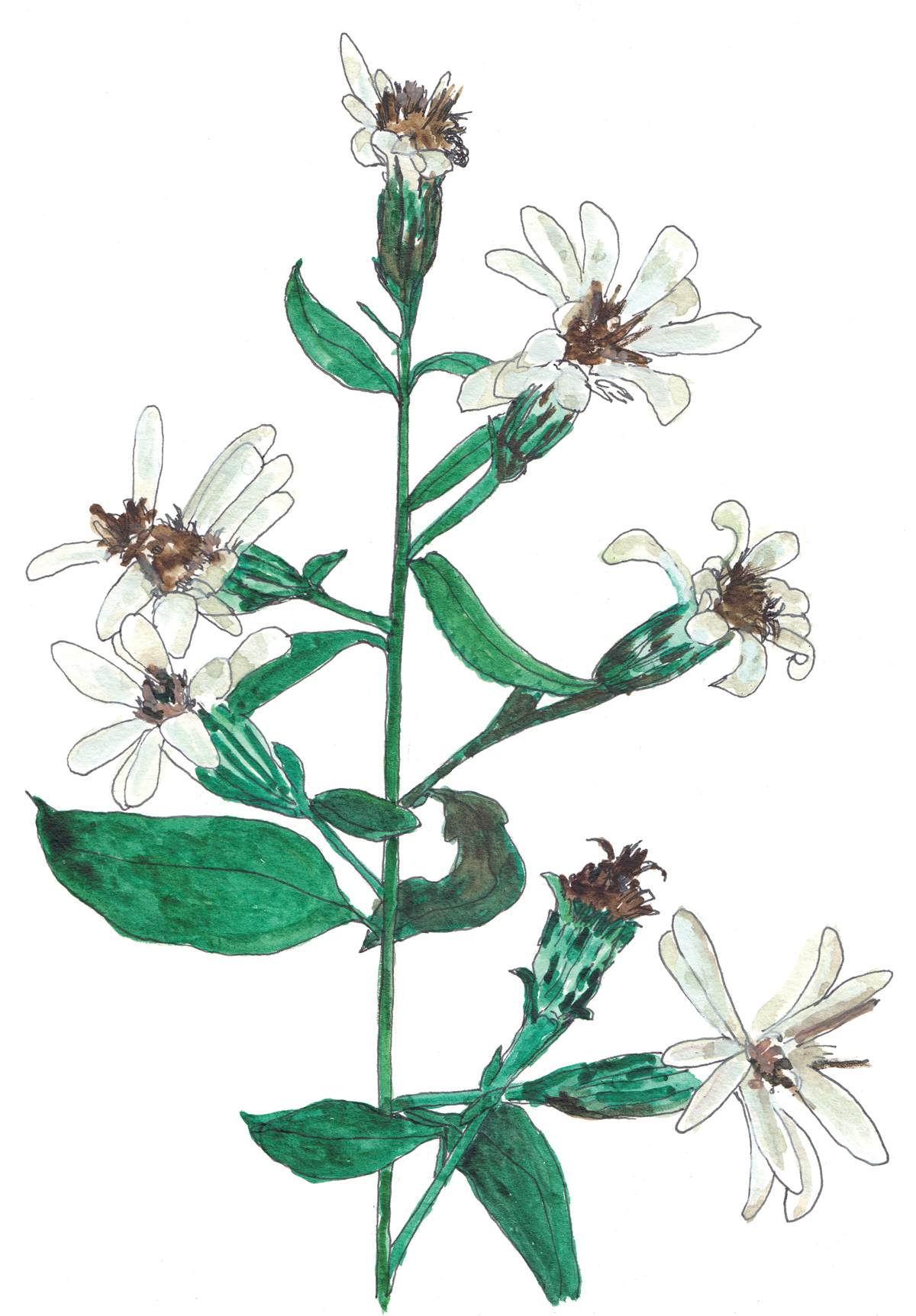 Watercolor and ink illustration wildflowers