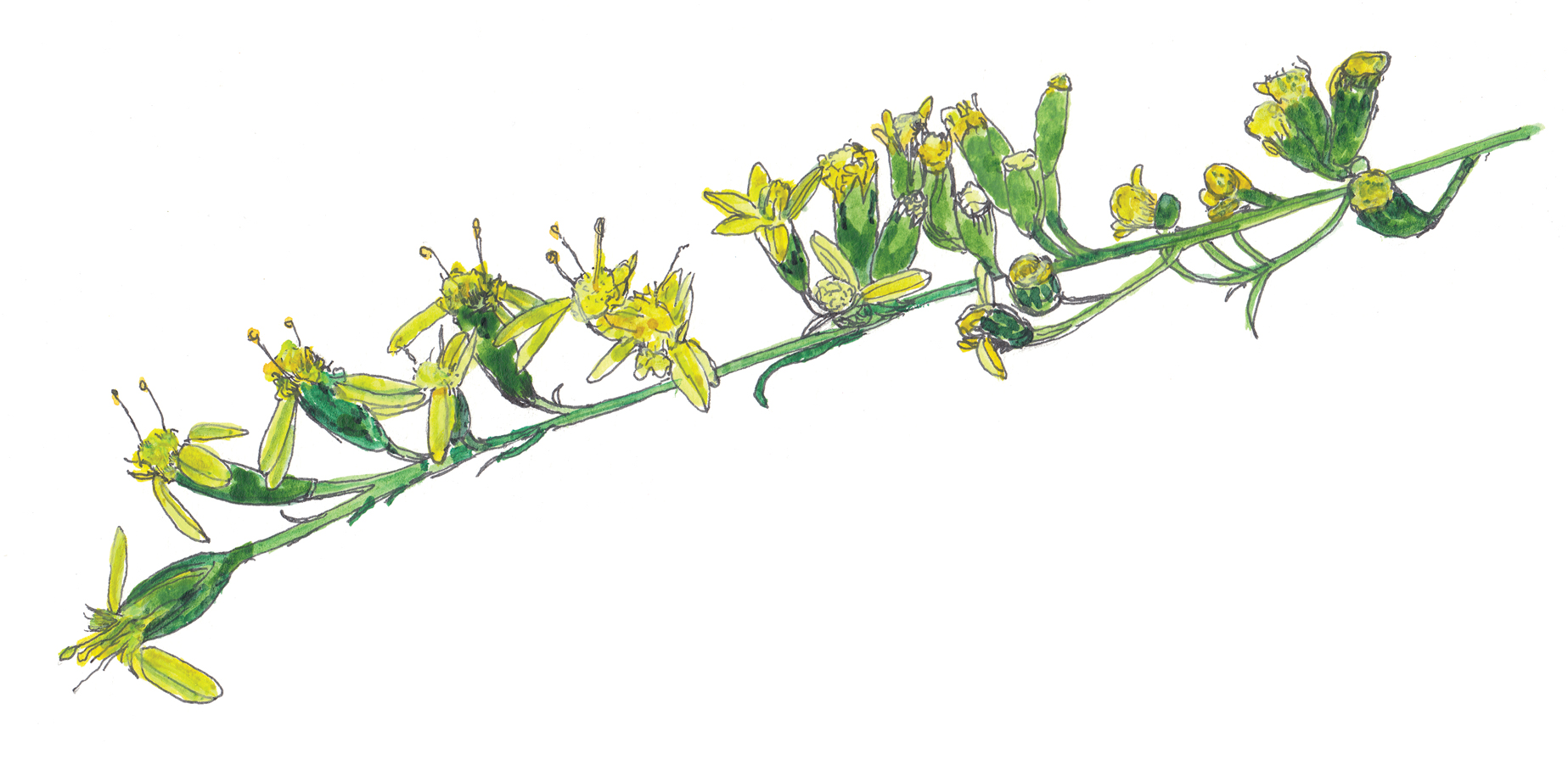 Watercolor and ink illustration wildflowers