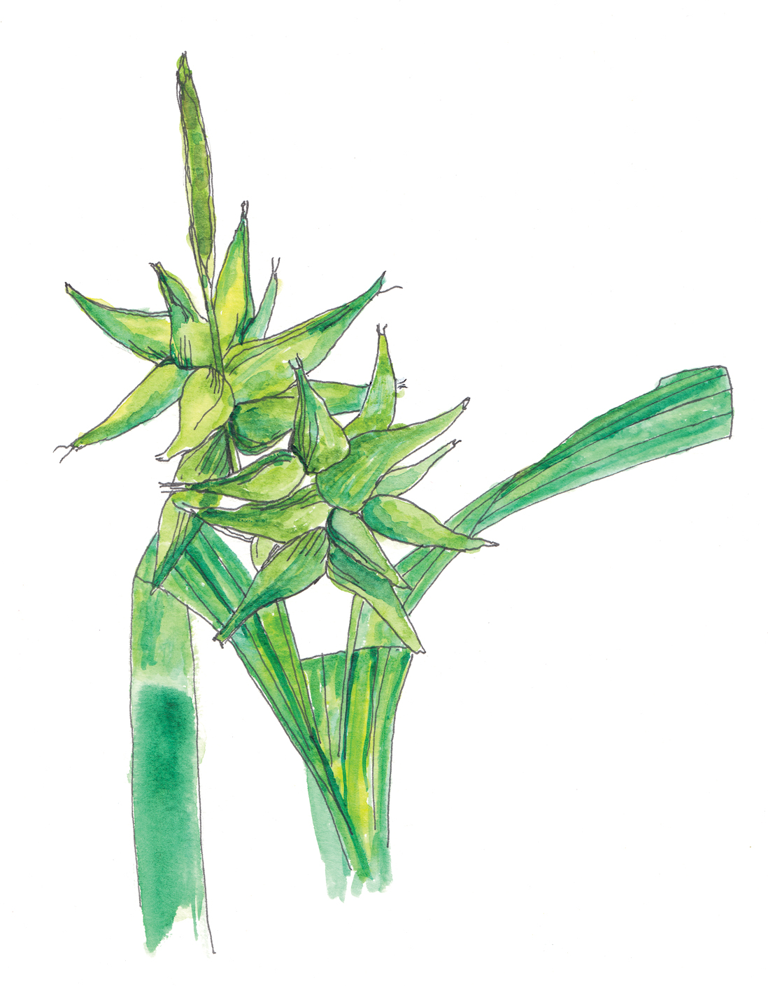 Watercolor and ink illustration sedge fruit