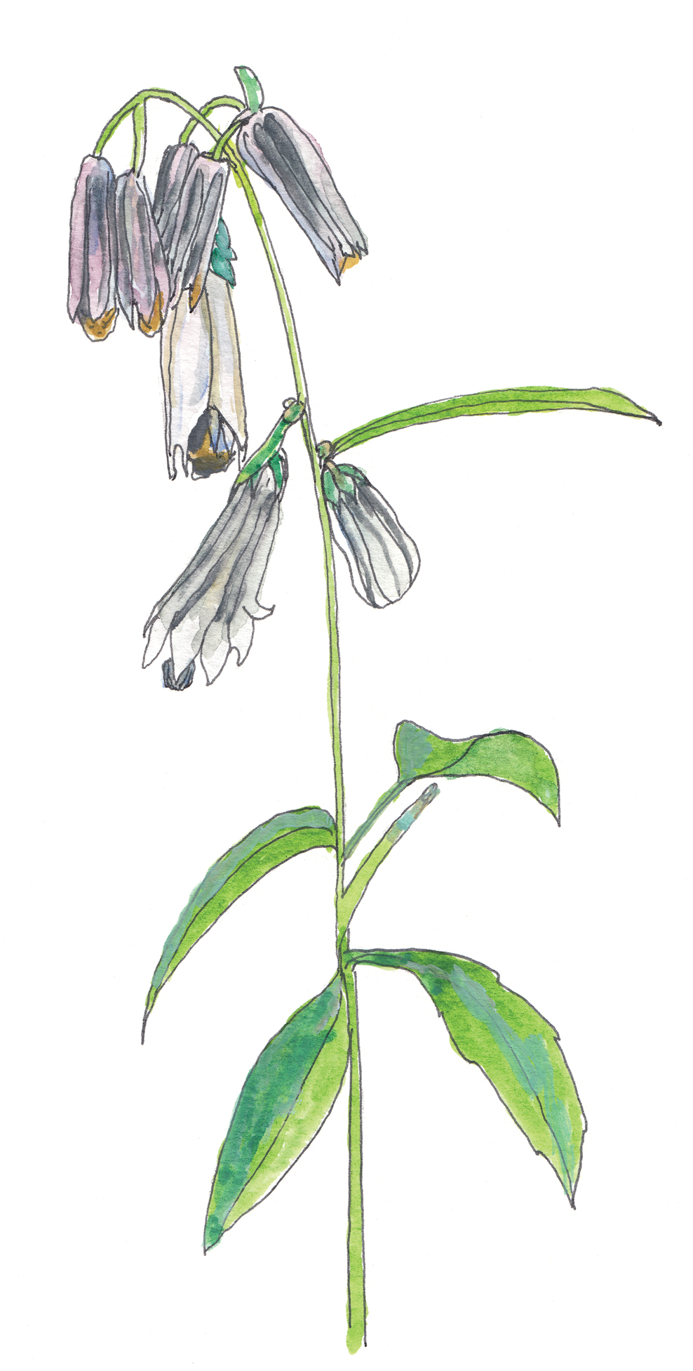 Watercolor and ink illustration wildflowers