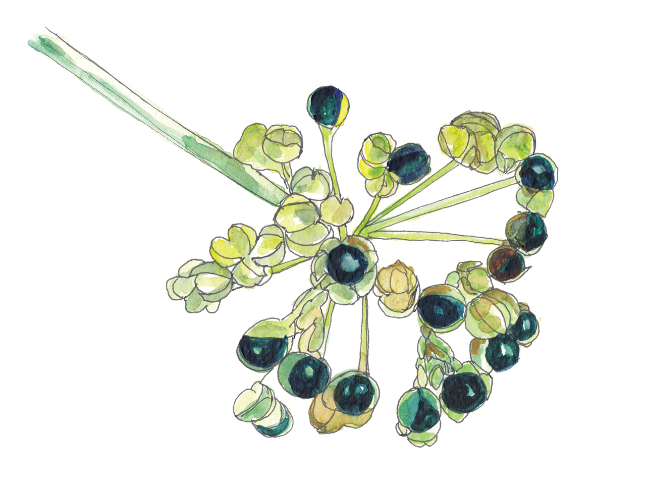 Watercolor and ink illustration wildflower fruit