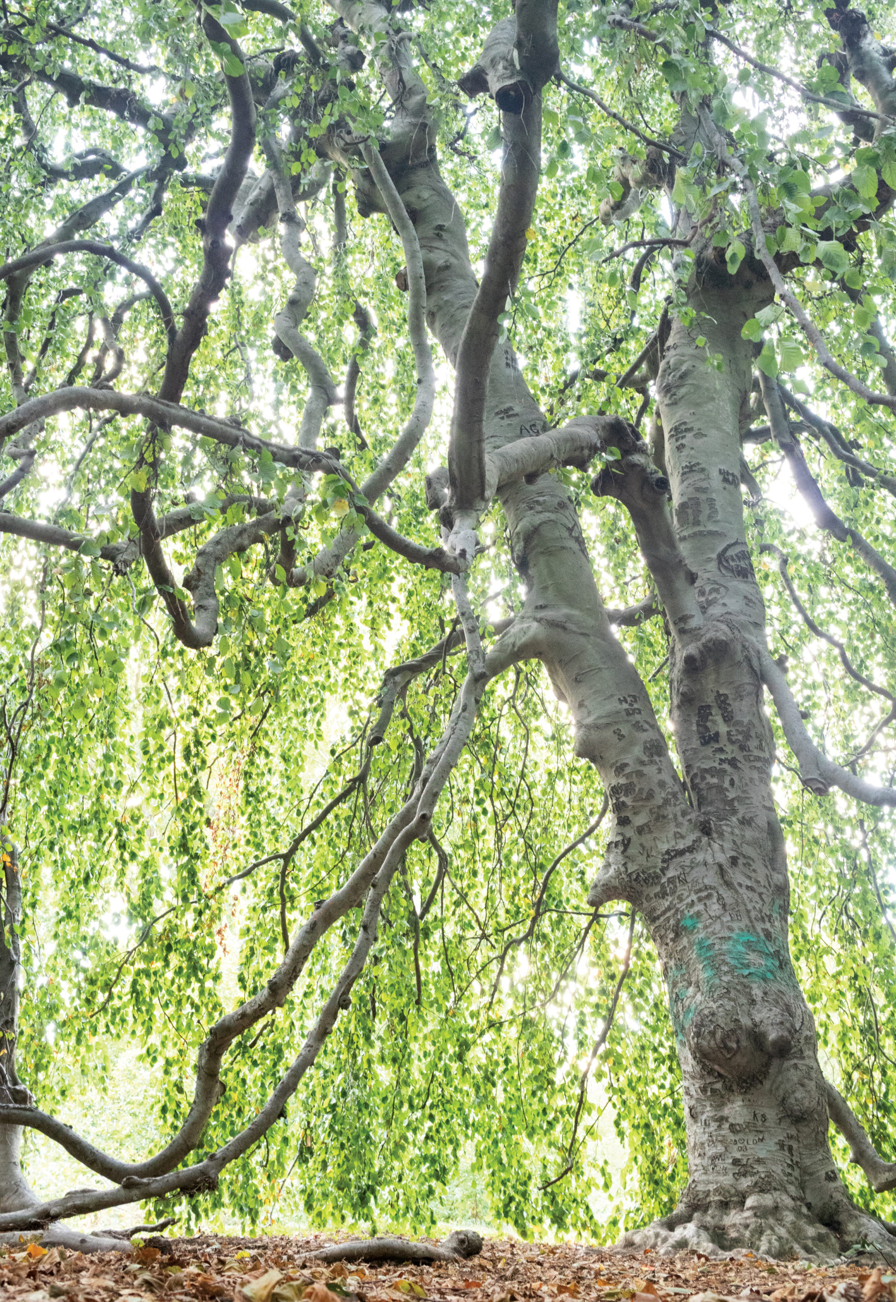 Photograph within canopy of weeping beech